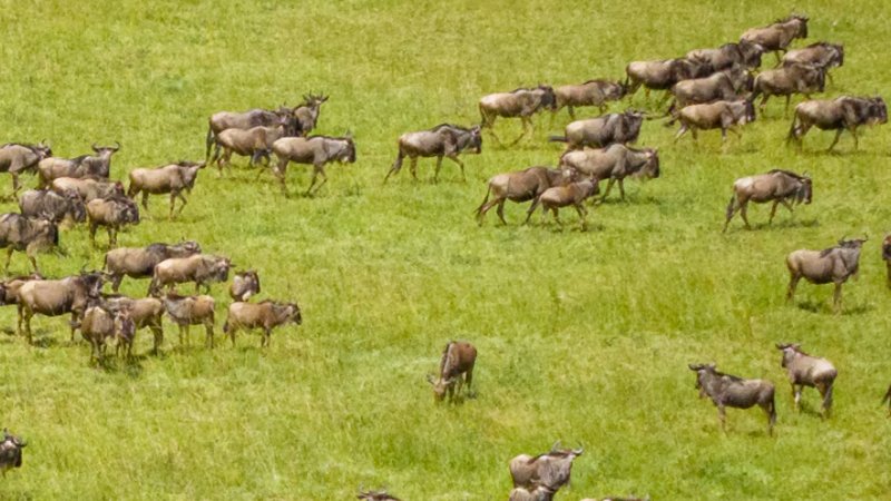 Auf den Spuren der gro&szlig;en Tierwanderungen